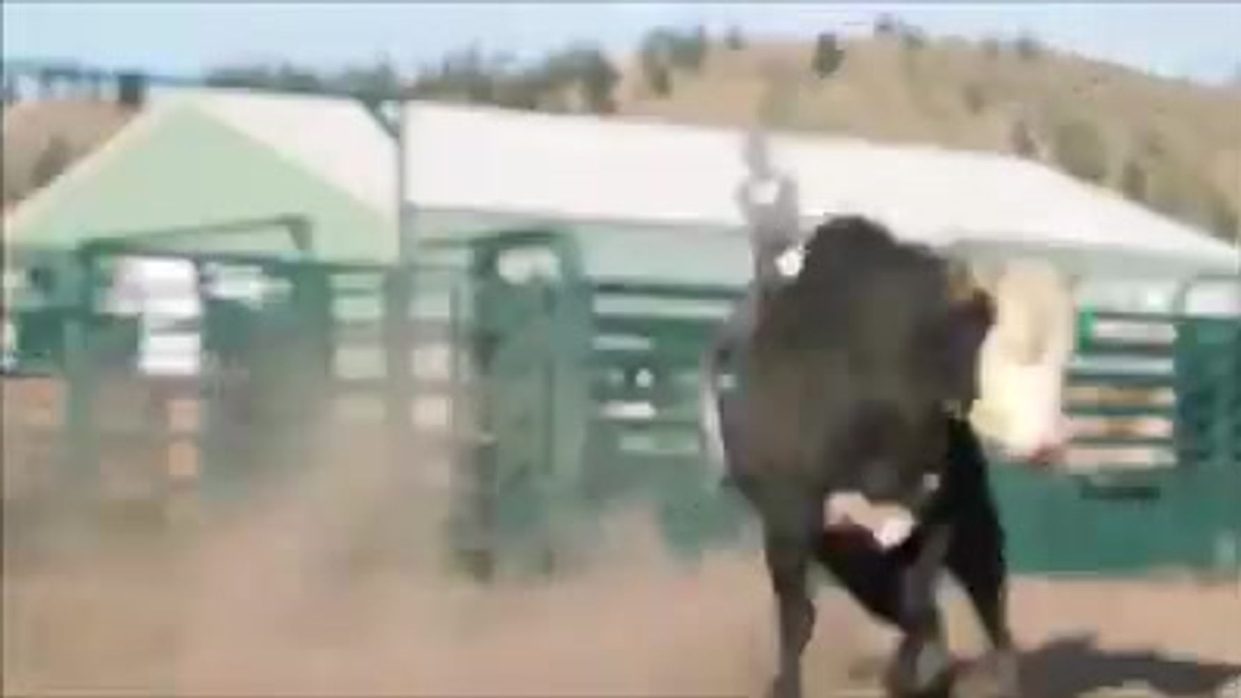 Bo Duke 2014 calf Aug 19  Cowboy Cassanova x Bodacious grandaughter 642